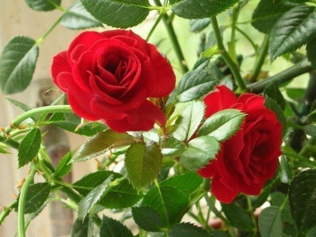 Комнатная роза офелия