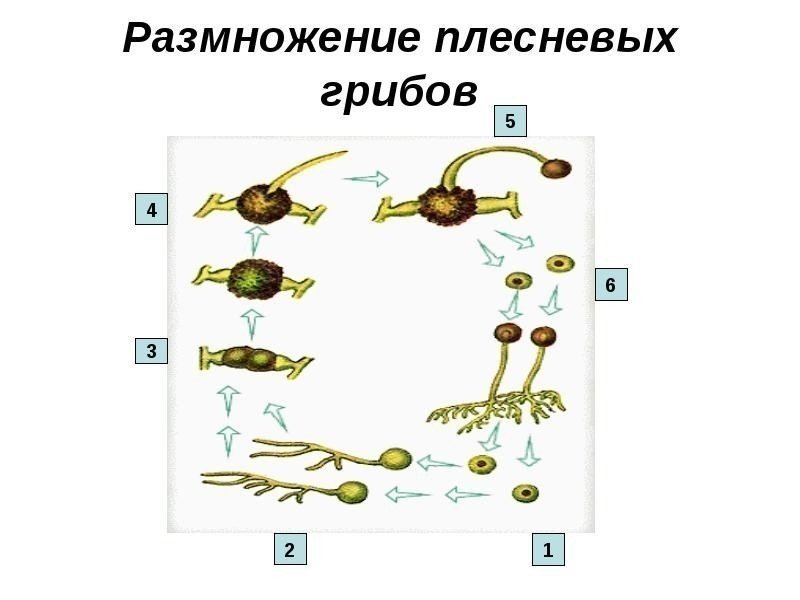 Схема размножения плесневых грибов