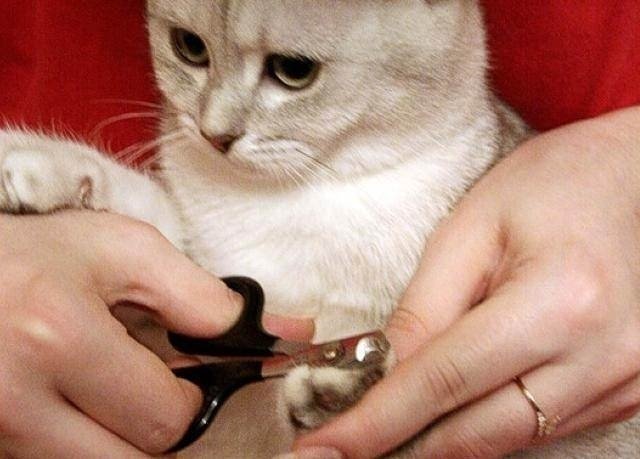Мягкие лапки для кошек операция