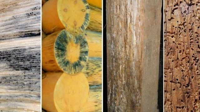Чем обработать древесину от плесени и грибка