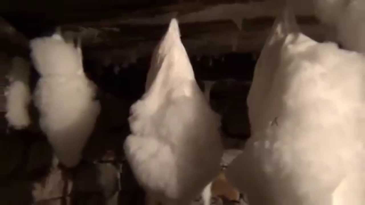 Белый грибок в подвале