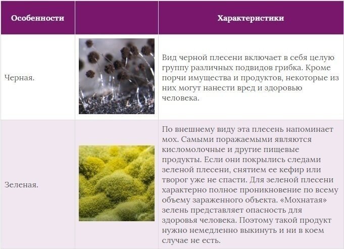 Плесневые грибы аллергены