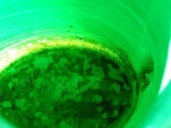 Зеленый налет на емкости для воды