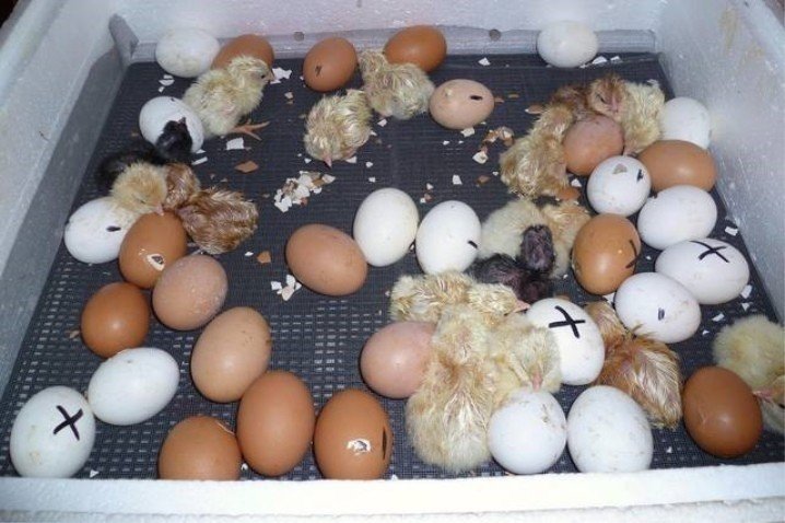 Цыплята вылупляются в инкубаторе