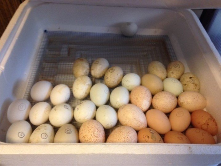 Инкубатор несушка гусиные яйца
