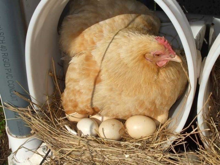 Несушка высиживает яйца цыплят несушек