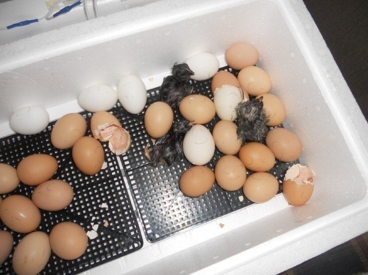 Вес яйца для инкубации куриное