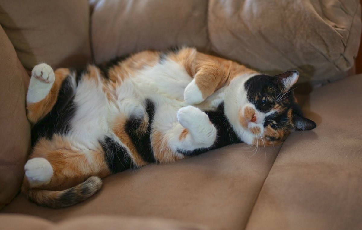 Трехцветная кошка на диване