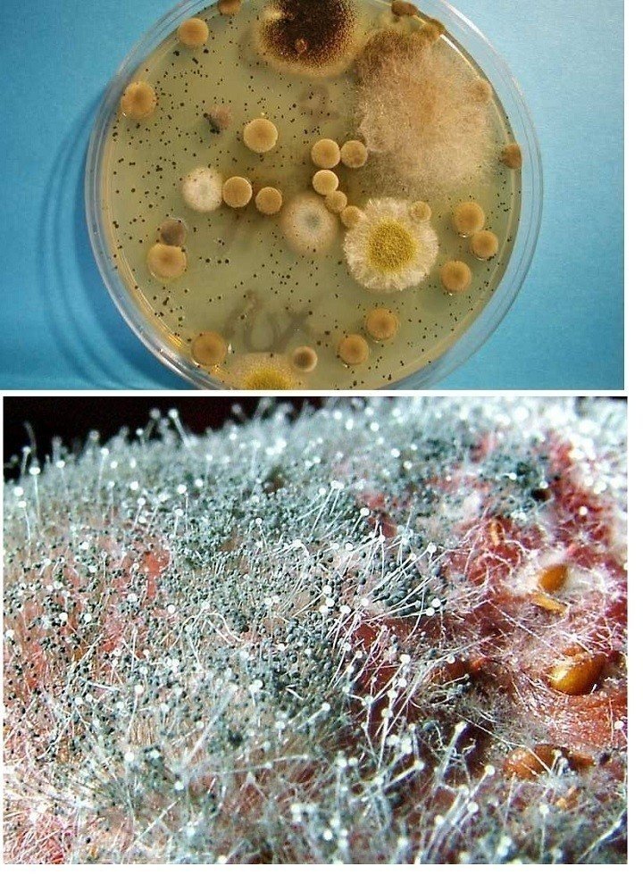 Микроскопические плесневые грибы