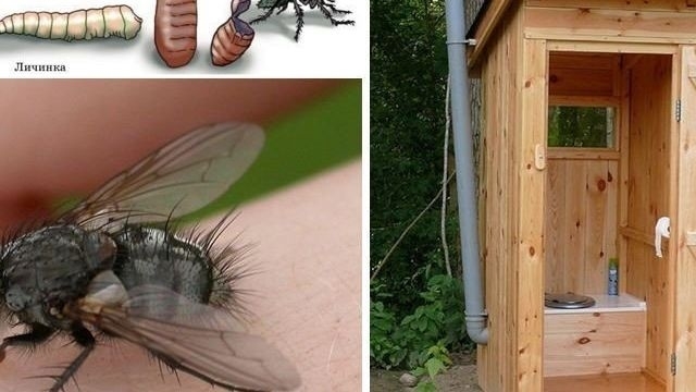 Как избавиться от мух в туалете на улице