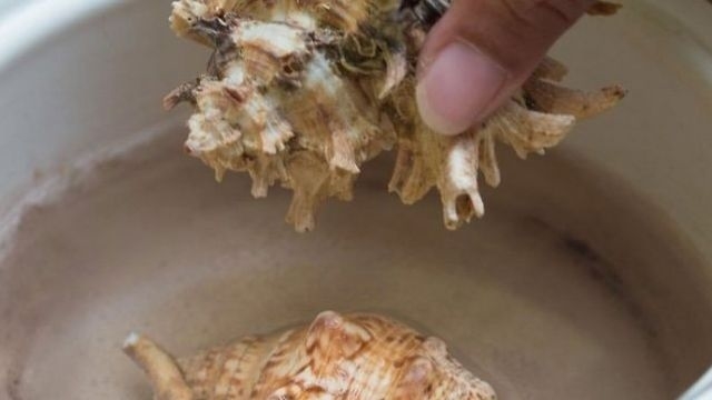 Как обработать морские ракушки от запаха. Как отмыть ракушки от известкового налета и избавиться от запаха